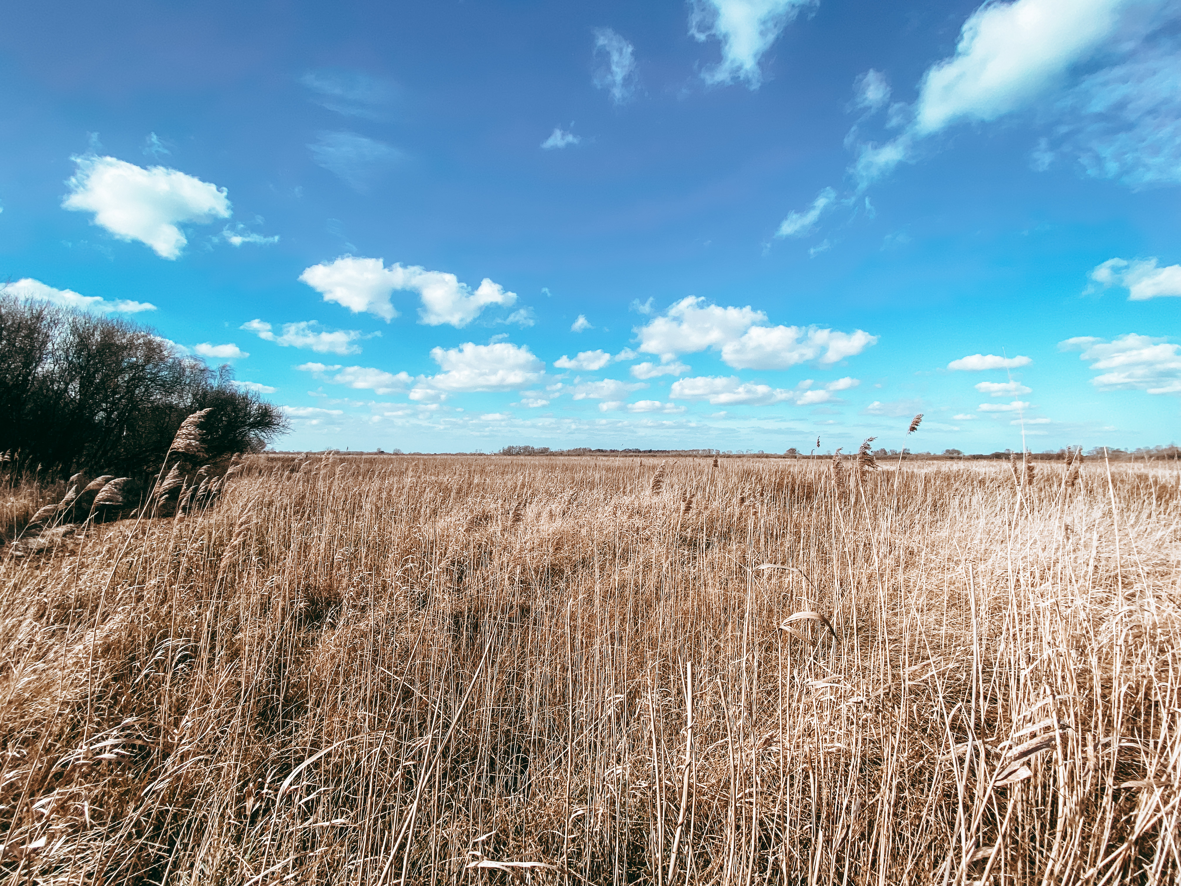 Wicken Fen, Cambridgeshire