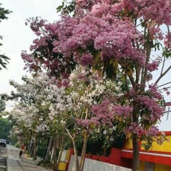 4 Keunikan Pohon Tabebuya, Cantik dan Banyak Manfaat