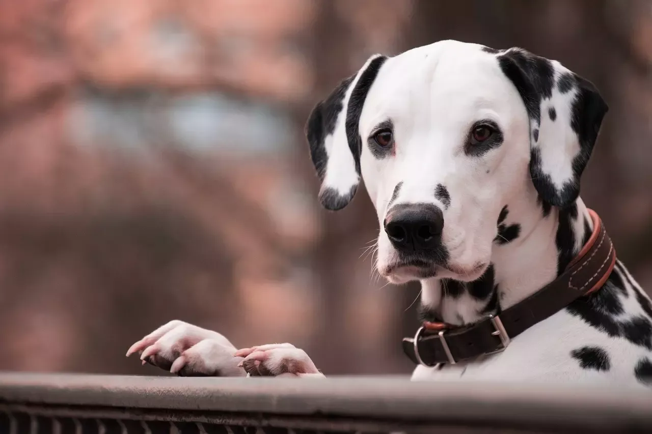 shock collar for dogs