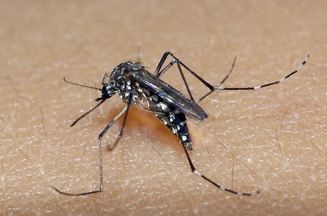 Sesap alerta sobre risco de proliferação do mosquito da dengue durante período de chuva no RN