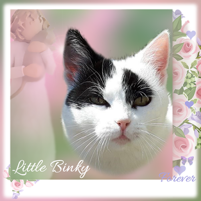 Beautiful Binky - image copyright The Catblogosphere