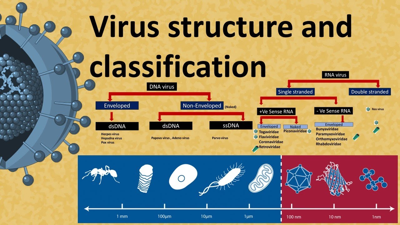 Types of viruses. Virus structure. Вирус DNA. Classification of virus DNA RNA. Вирусы микробиология.