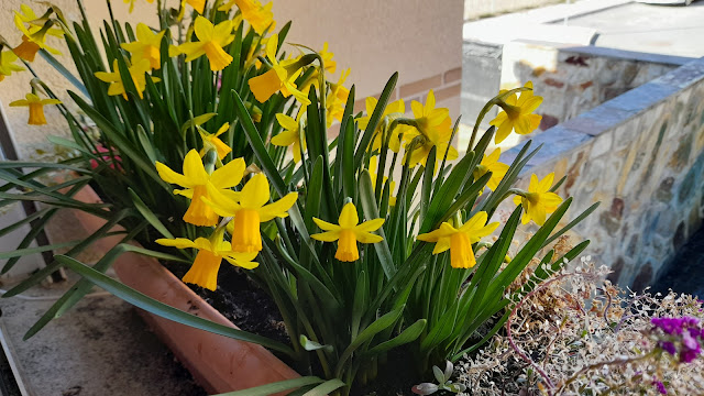 Narcisos Tête à Tête (Narcissus spp.).