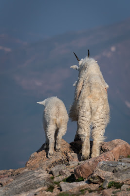 Mountain Goats, Mount Evans