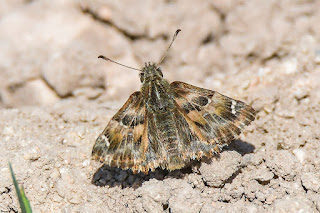 mariposa-piquitos-castaña-carcharodus-alceae-