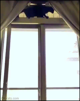 Crazy Cat GIF • Spider cat climbing down curtains. Little monster destroying your house, haha [ok-cats.com]