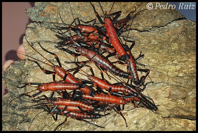 Grupo de ninfas de Autolyca herculeana "Tegucigalpa"