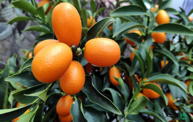فاكهة الكمكوات Kamquat  ثمار سحرية من شرق آسيا