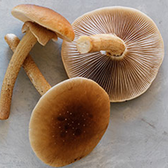 Australian mushroom types | Edible & medicinal mushrooms | Biobritte mushrooms