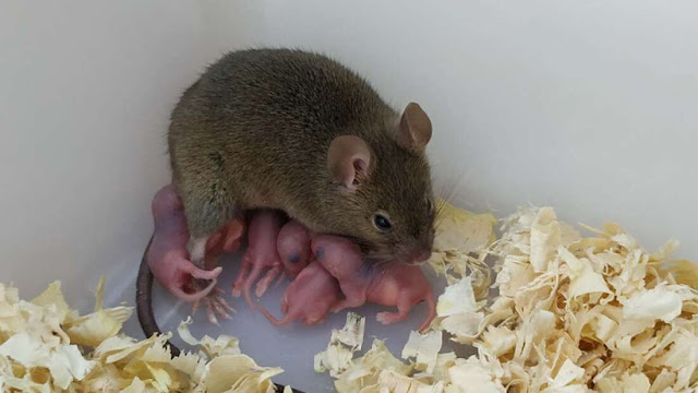 ratones partenogenesis