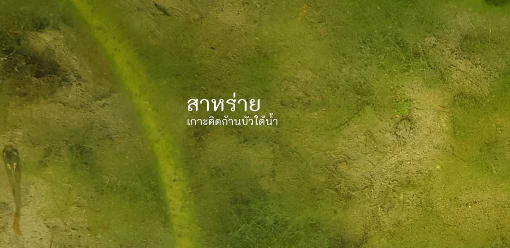 สาหร่ายใต้น้ำ