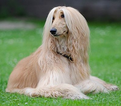 Afghan hound is also on the list of the top of the most expensive dog breeds in the world.
