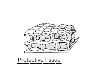 Protective tissue diagram