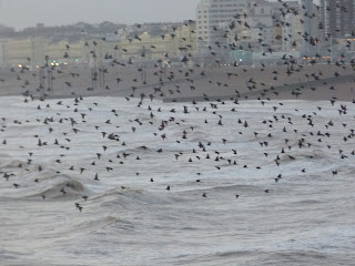 Starling murmuration