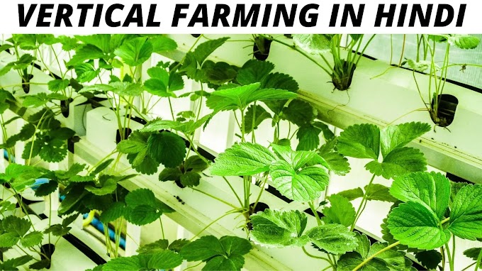 वर्टीकल फार्मिंग क्या है | Vertical farming in india 