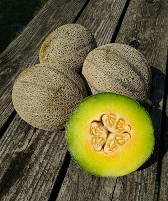 3 round melons with green stripes plus a half melon showing orange-ish interior with seeds in the center