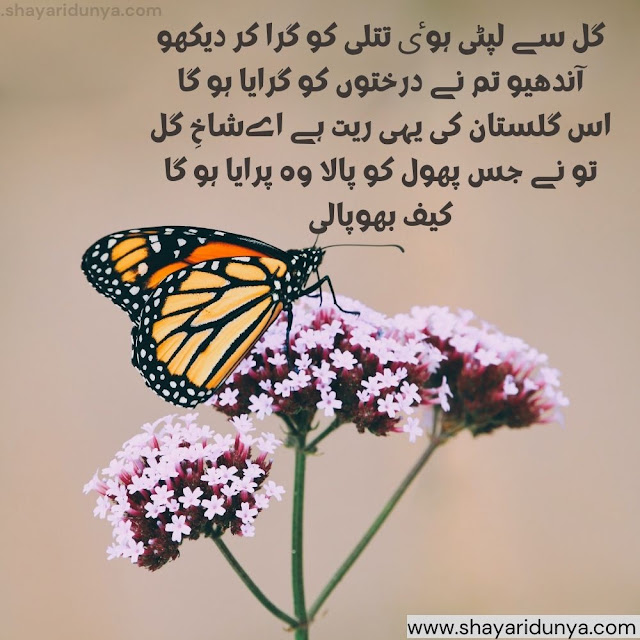 titli shayari in urdu | Butterfly Shayari | butterfly quotes | titli shayari in urdu  | titli quotes in urdu