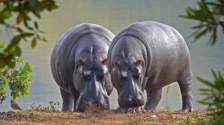 One out of the most dangerous animals in the world today is Hippopotamus.