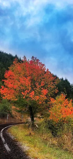 Fiery autumn tree against a soft blue sky.