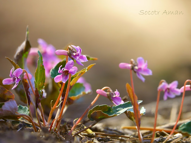 Viola violacea