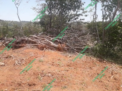 Crime Ambiental em Italva: Polícia Investiga Destruição de Área de Regeneração"