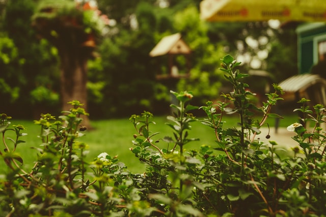 garden, outside garden, vegetable garden, flower garden