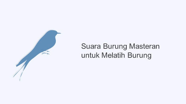 suara masteran burung untuk melatih suara burung