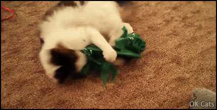 Christmas Cat GIF • 3 overexcited cats trying wildly to open their Xmas presents, hahaha they mad!