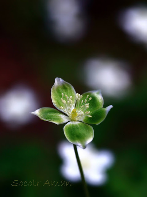 Anemone flaccida