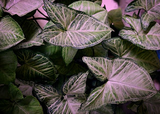 Care-for-syngonium-plant
