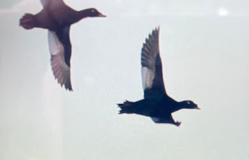 STEJNEGER'S SCOTER-GULLANE SANDS-LOTHIAN-12TH DECEMBER 2022