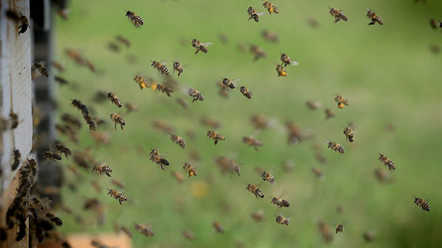 책 리뷰 | 꿀벌의 민주주의 | 토머스 실리 | 14mm의 기적