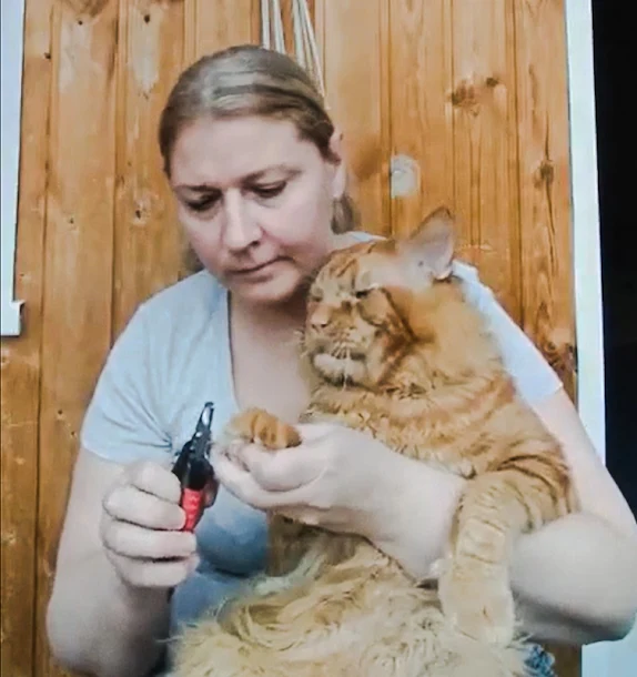 Woman trims the nails of a very large Maine Coon who politely complains but who is compliant