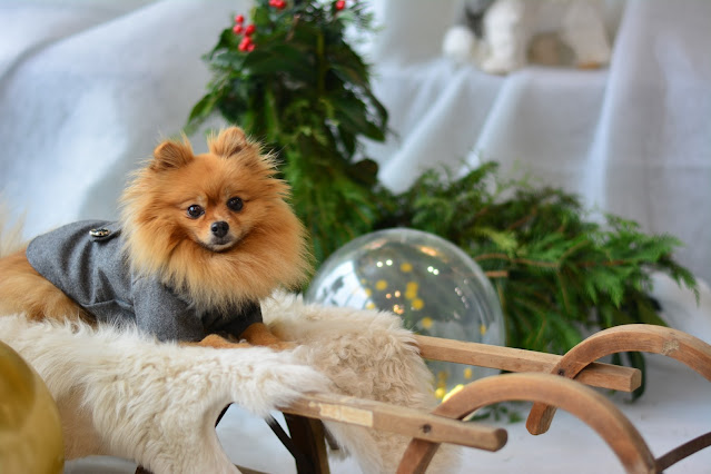 Teacup Pomeranian Puppies For Sale In New Jersey