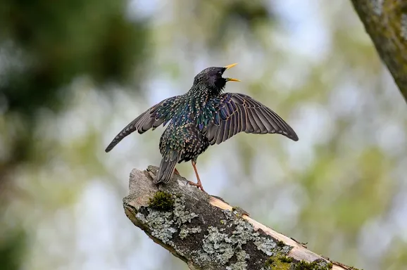 European starling birds are known for being great natural singers