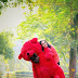 Taddy Image