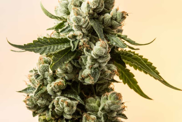 sativa-strain-plant-newstrends