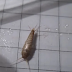 Running around your bathroom? It can live up to 8 years! It's a silverfish :