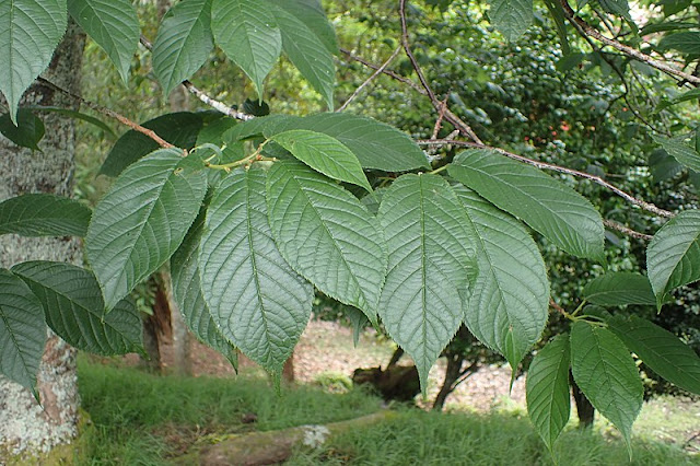 Prunus campanulata 'Superba'