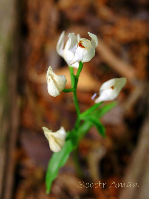 Cephalanthera erecta