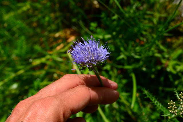 Jasione laevis