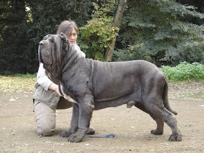 Neopolitan Mastiff is one of the largest dogs breeds in the world with wrinkle skin.