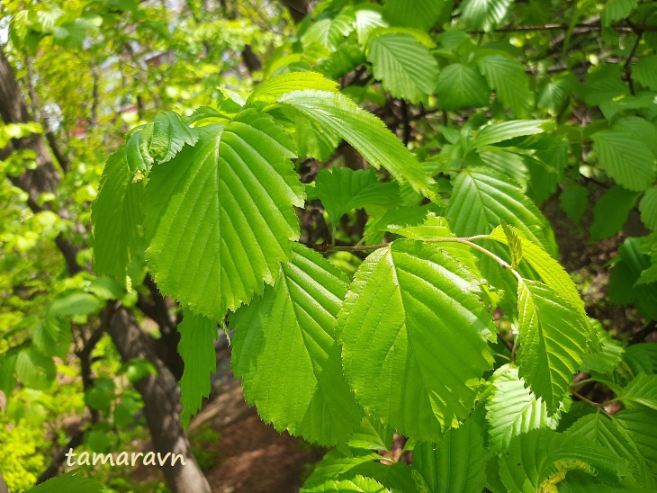 Мелкоплодник ольхолистный (Micromeles alnifolia)