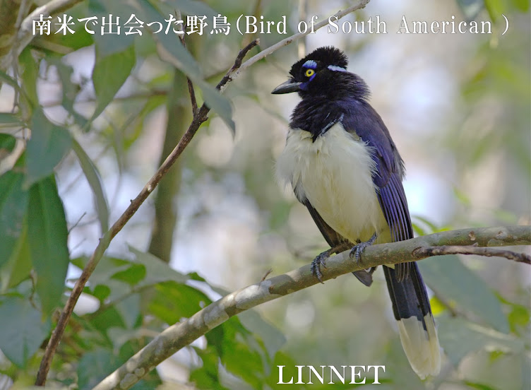 南米の野鳥　（South American birds）