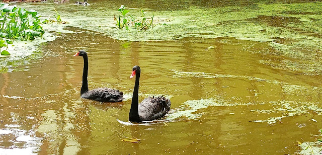 Avion Zoo Rodriguez Rizal