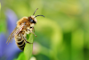 The ten most common bees indexed by grace