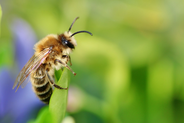 The ten most common bees indexed by grace