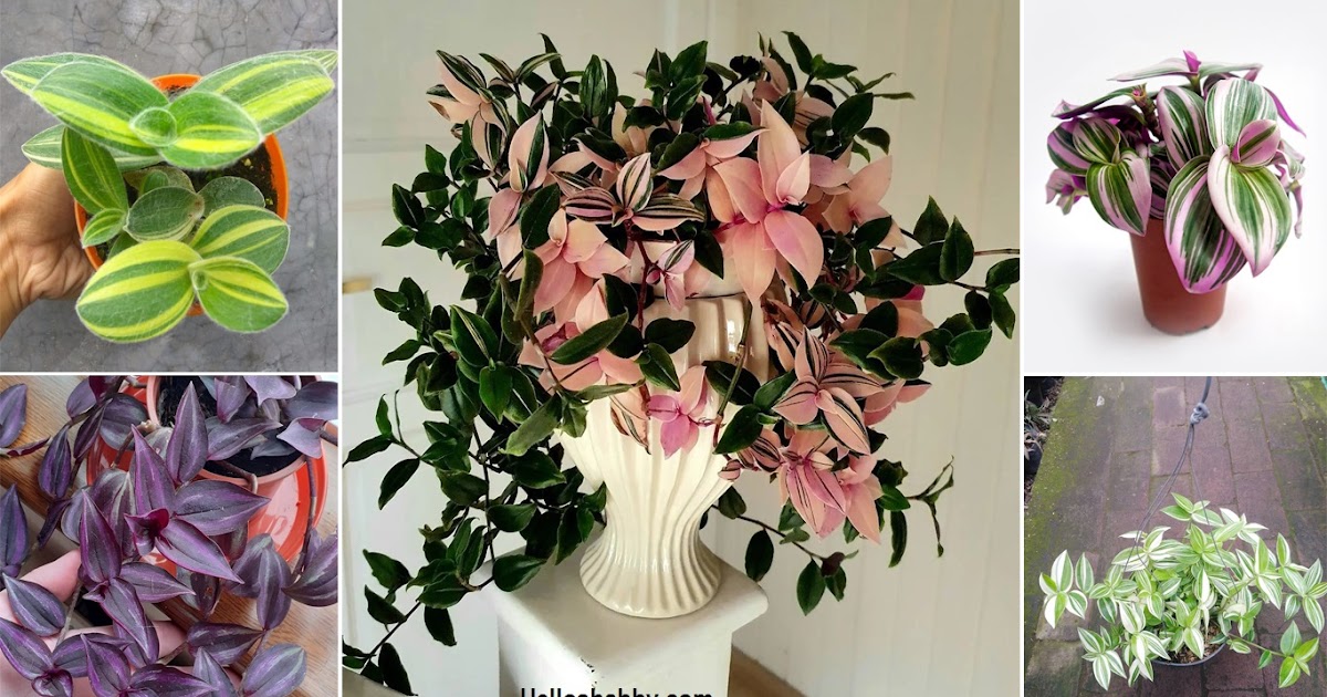 7 Gorgeous Type of Tradescantia for Hoмe Design ~ HelloShaƄƄy.coм : interior and exterior solutions