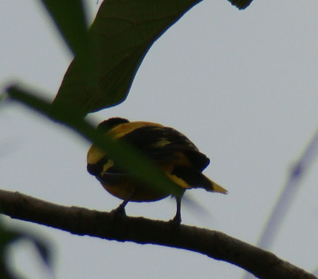 Tadoba jungle safari