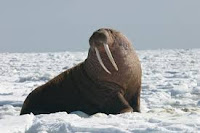 Walrus (वालरस)